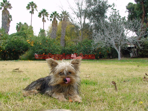 teacup yorkie